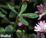 SHAFTAL ANNUAL CLOVER