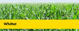 WHITTET KIKUYU COATED SEED PER/KG