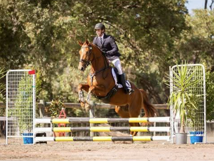 ALL THINGS EQUINE