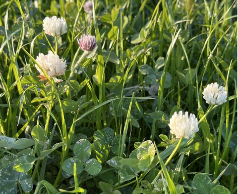 SOUWEST PASTURE MIX PER KG