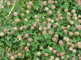 STRAWBERRY CLOVER  PER KG 