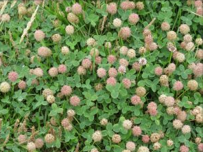 STRAWBERRY CLOVER  PER KG 