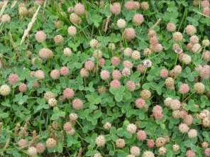 STRAWBERRY CLOVER PER KG