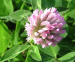 STRAWBERRY CLOVER  PER KG 