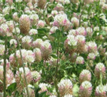 ARROWLEAF CLOVER