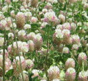 ARROWLEAF CLOVER