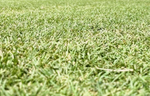 PINNACLE III PERENNIAL RYEGRASS P/KG