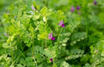COMMON VETCH
