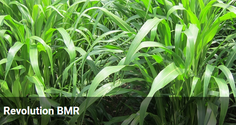 REVOLUTION BMR FORAGE SORGHUM