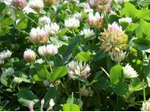 BALANSA CLOVER PER KG