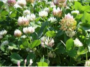 BALANSA CLOVER PER KG 