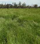 AUSVIC PERENNIAL RYEGRASS P/KG