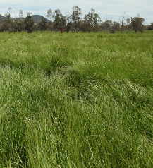 AUSVIC PERENNIAL RYEGRASS P/KG