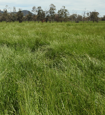 AUSVIC PERENNIAL RYEGRASS