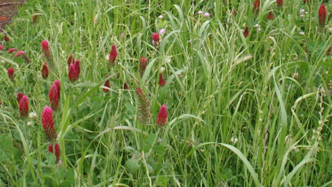 COVER CROP PLUS WINTER MIX