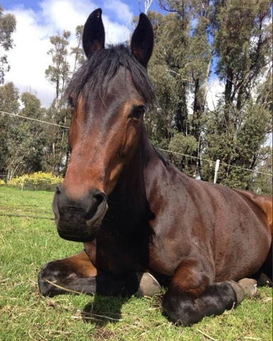 BARENBRUG HORSE MIX (WA HORSE MIX)