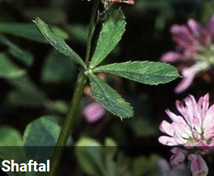 SHAFTAL ANNUAL CLOVER