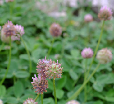 STRAWBERRY CLOVER PALESTINE