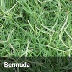 GIANT BERMUDA COUCH P/KG