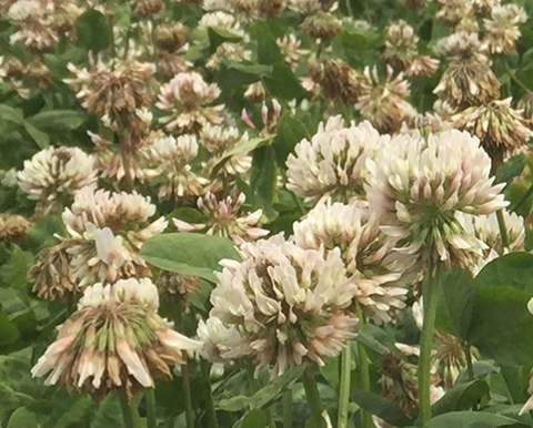 STORM WHITE CLOVER (LARGE LEAF) PER/KG
