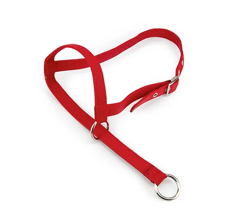CATTLE HALTER LEADING COW - [Cl:RED]