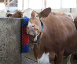SCRATCH BRUSH HAPPYCOW MULTI-USE