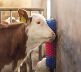 SCRATCH BRUSH HAPPYCOW MULTI-USE