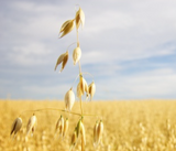 WILLIAMS SEED OATS - 25KG BAG [Sz:25 KG]