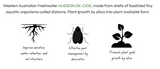 DE-CIDE DIATOMECOUS