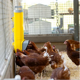 BAIN CHOOK TOWER FEEDER