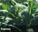 EXPRESS FORAGE OATS P/KG