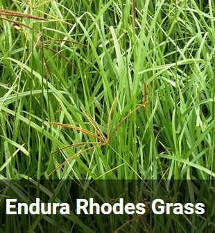 ENDURA RHODES GRASS P/KG