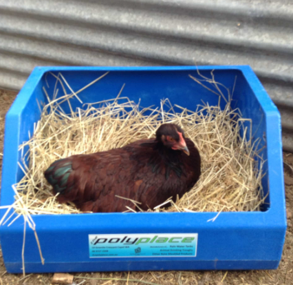 POULTRY NEST BOXES