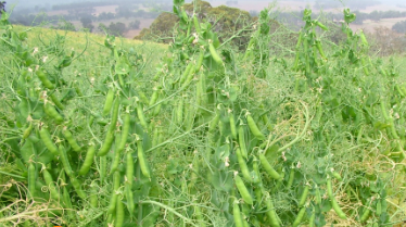 KASPA FIELD PEAS PER/KG