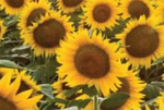 COMMON SUNFLOWER PER/KG