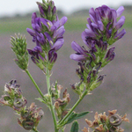 LUCERNE ALPHA 1 P/KG