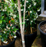 ENVIRO TIE 40M COTTON